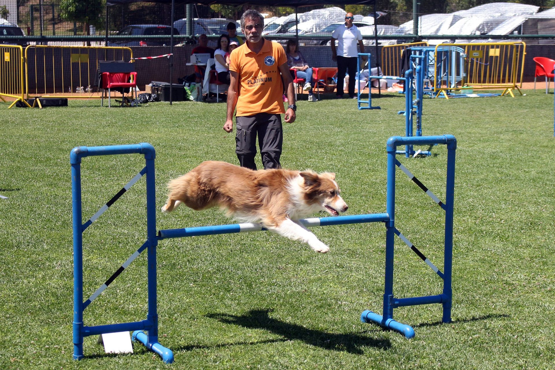 Abrantes | Destreza canina carimbou passagem para o Campeonato do ...
